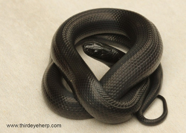 Mexican Black Kingsnake